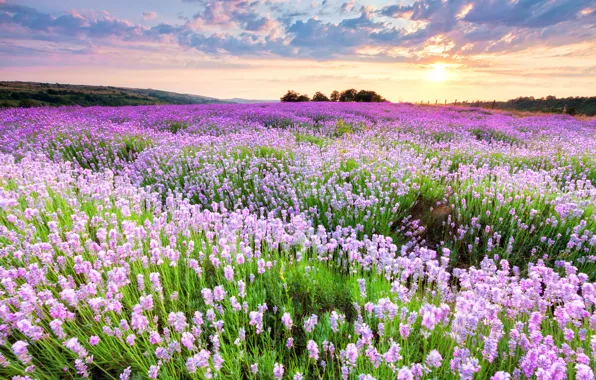 Picture field, sunset, flowers, pink-purple