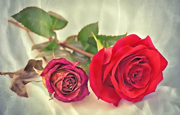 Macro, roses, dried rose