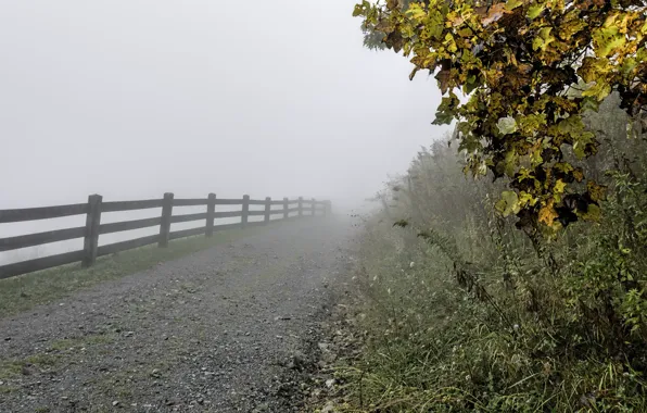 Picture autumn, grass, leaves, trees, fog, the fence, the fence, USA
