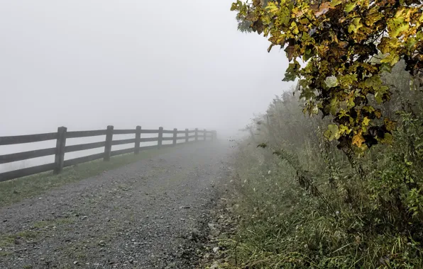 Autumn, grass, leaves, trees, fog, the fence, the fence, USA