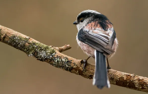 Picture background, branch, bird, long-tailed tit