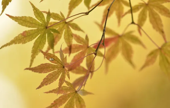 Autumn, leaves, nature