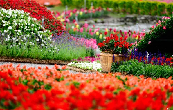 Flowers, Park, bright, garden, pot, flowering, a lot, Salvia