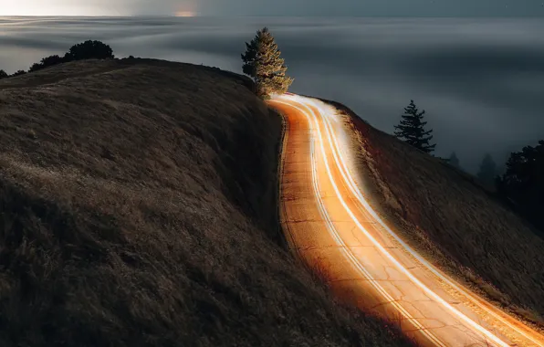 Road, trees, night, excerpt