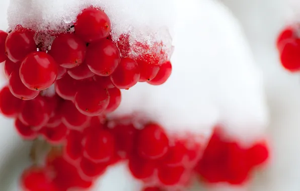 Winter, snow, berries, Kalina