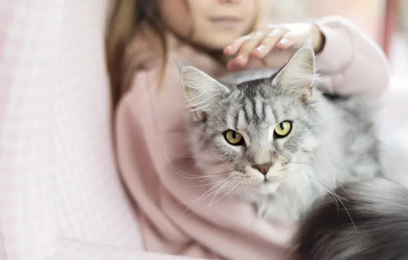 Cat, cat, face, girl, Maine Coon
