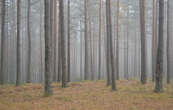 Picture autumn, forest, grass, trees, nature, fog