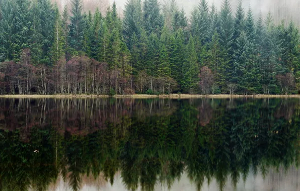 Picture forest, fog, lake, reflection, pine