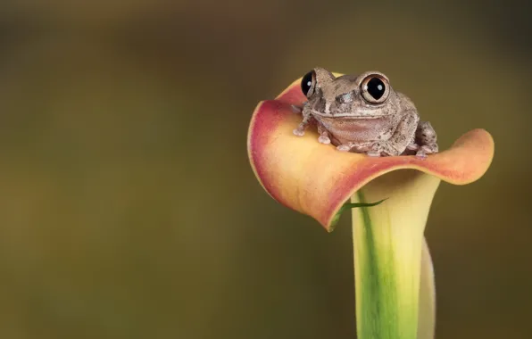 Look, macro, flowers, grey, background, frog, sitting, Calla lilies