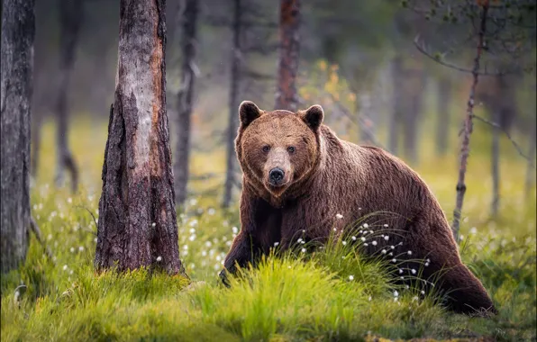 Forest, trees, bear, walk, brown