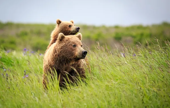 Summer, nature, bears