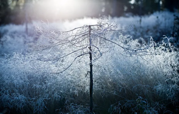 Picture morning, beauty, mist, disforestation, frost