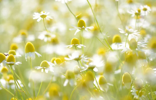 Field, light, petals, Daisy, stem, meadow