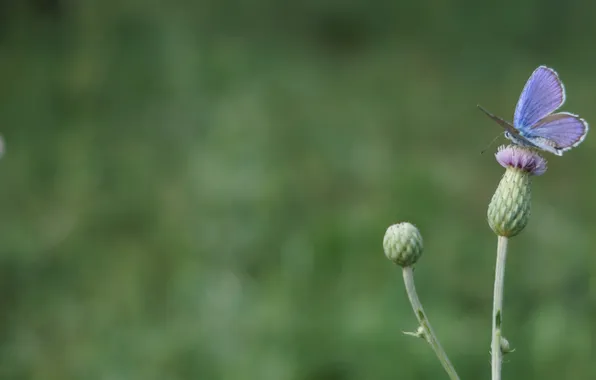 Nature, butterfly, nature, butterfly
