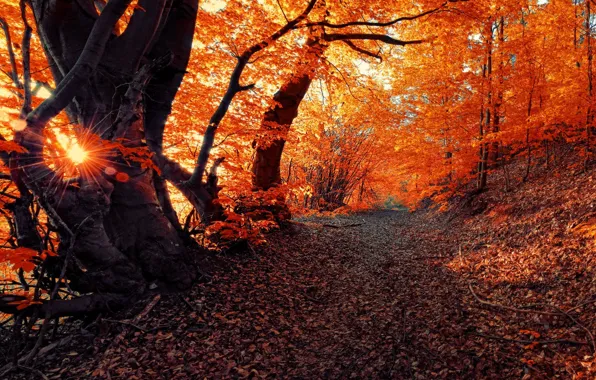 Picture autumn, the sun, road, Nature