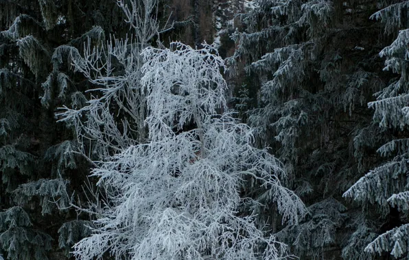Picture winter, frost, snow, trees, nature