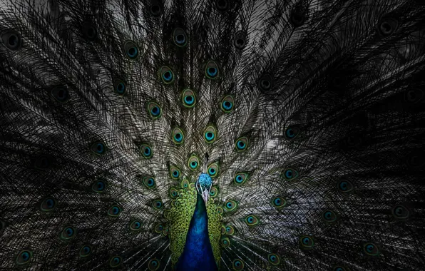 Nature, bird, peacock