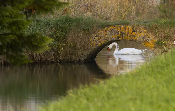 Picture white, bridge, river, Swan