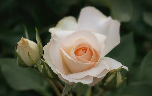 Macro, roses, petals, buds