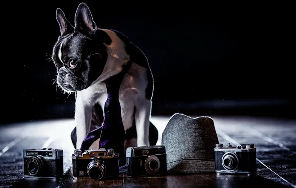 Picture background, dog, cameras