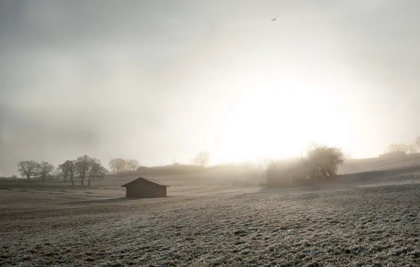 Picture field, fog, house, morning