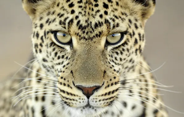 Picture mustache, look, 153, spot, leopard