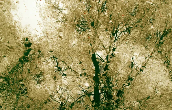 Autumn, water, drops, trees, branches, reflection, rain, overcast