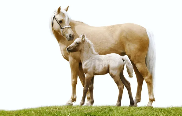 Picture grass, sky, puppy, horse, fur, vegetation, mare, son