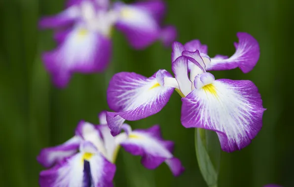 Picture macro, nature, petals, iris