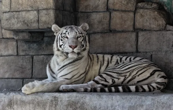 Cat, stones, white tiger