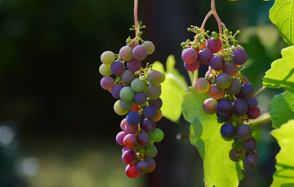 Fruits, Grapes, vineyard