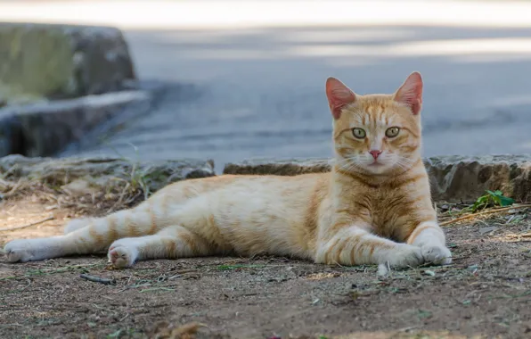 Cat, cat, look, nature, pose, stones, shore, paws