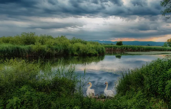 Picture grass, clouds, lake, pond, thickets, shore, panorama, swans