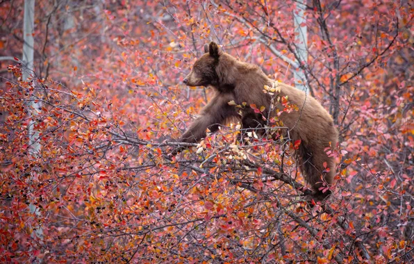 Autumn, trees, branches, berries, bear, on the tree