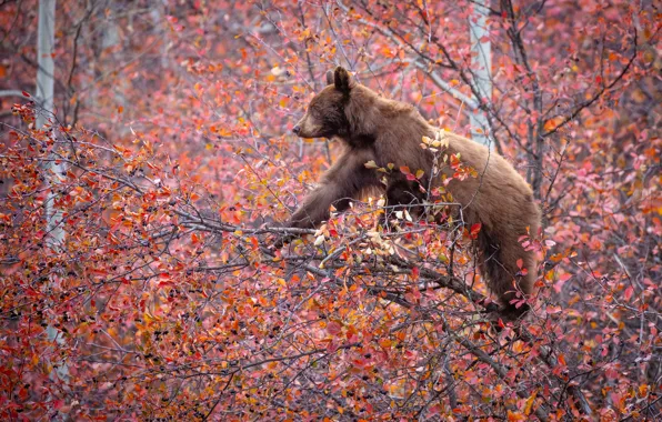 Picture autumn, branches, berries, tree, bear, on the tree