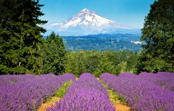 Picture field, trees, mountain, Oregon, Portland, Oregon, Portland, lavender