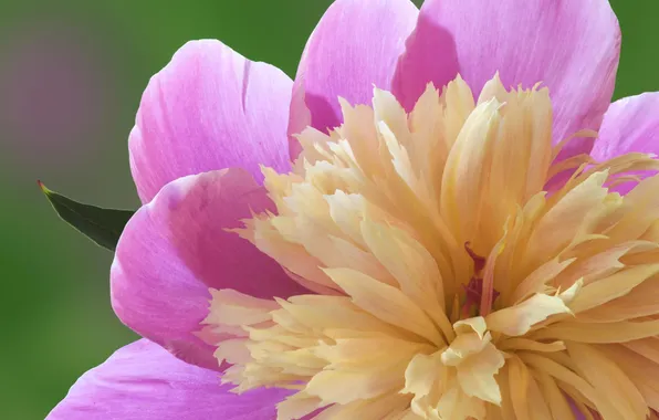 Flower, pink, tenderness, petals, peony