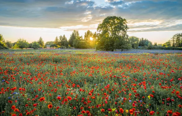 Field, summer, the sky, the sun, trees, flowers, Maki, poppy field