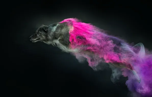 Each, color, dog, dust