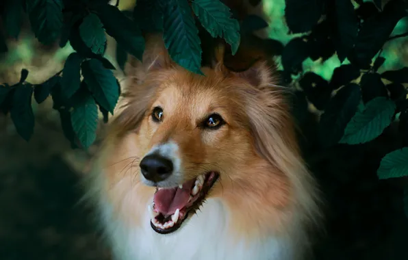 Look, leaves, portrait, dog, face, collie, sheltie