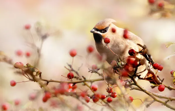 Picture the sun, nature, berries, bird, branch, bokeh, the Waxwing