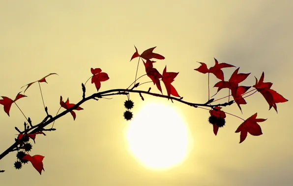 Picture leaves, the sun, Branch