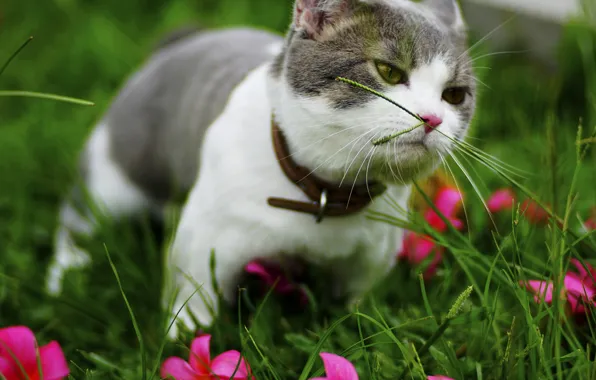 Greens, cat, summer, grass, cat, flowers, kitty, grey