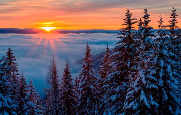 Winter, forest, the sky, the sun, clouds, snow, trees, fog
