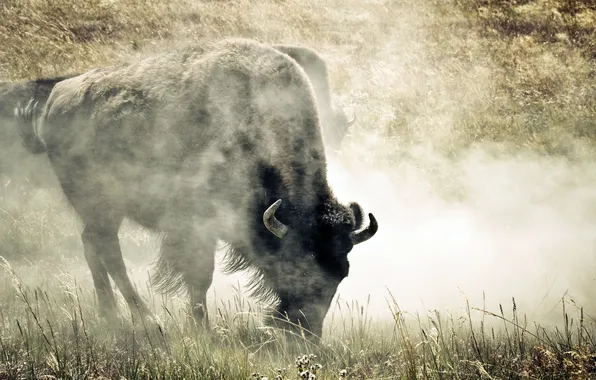 Picture nature, background, Buffalo