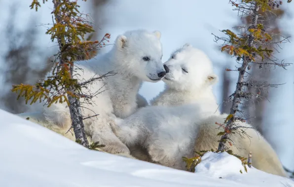 Winter, snow, nature, bear, polar bears, two of the bear