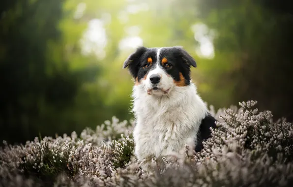 Flowers, nature, dog, Blake