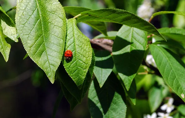 Greens, plant, ladybug, leaf, crawling
