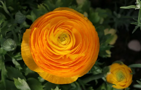 Picture flower, yellow, yellow, bokeh, bokeh, Ranunculus