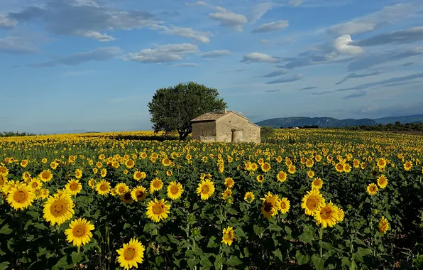 Field, summer, the sky, clouds, sunflowers, flowers, blue, tree